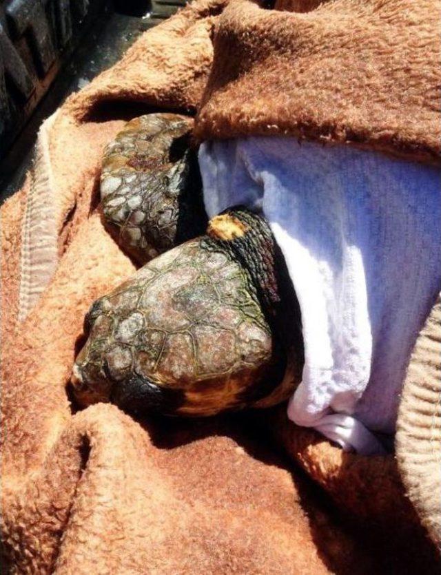 Bodrum'da Ölü Caretta Caretta Bulundu