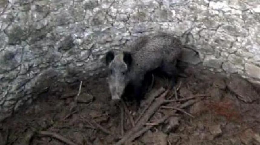 Kuyuya D&uuml;şen Yavru Domuzu Akut Kurtardı
