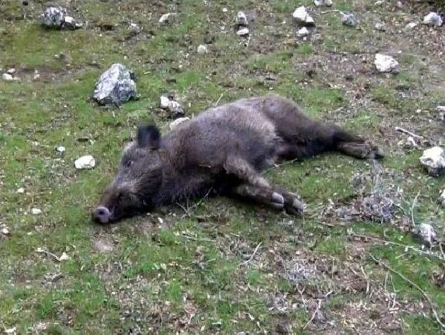 Kuyuya D&uuml;şen Yavru Domuzu Akut Kurtardı 2