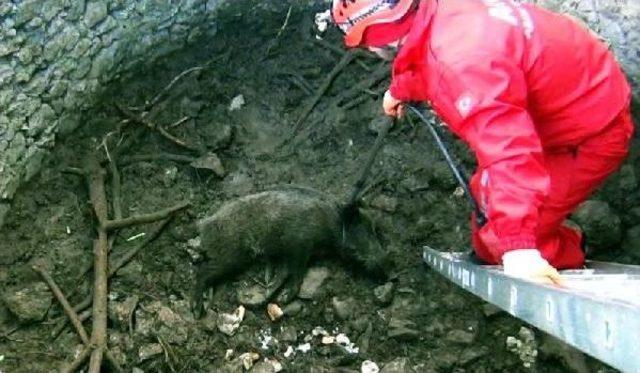 Kuyuya D&uuml;şen Yavru Domuzu Akut Kurtardı 3