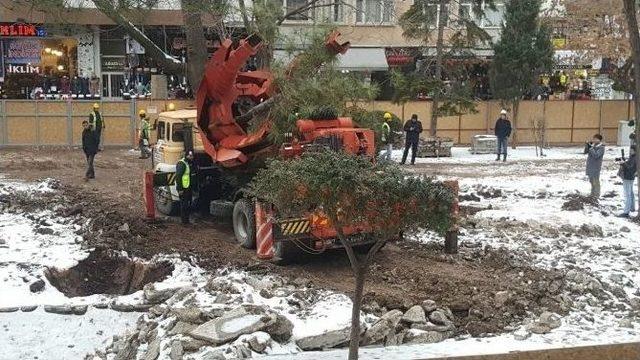 Odunpazarı’nda Asırlık Ağaçların Katledildiği İddiası