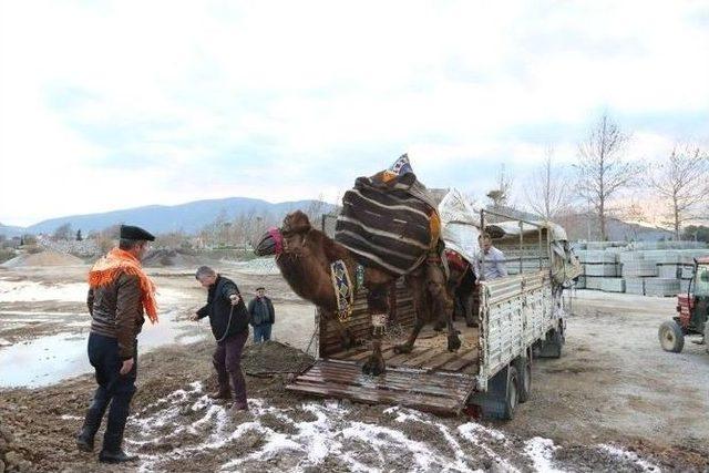 Sel&ccedil;uk, Deve G&uuml;reşlerinin &rsquo;kırkpınar&rsquo;ı İ&ccedil;in Hazır 1