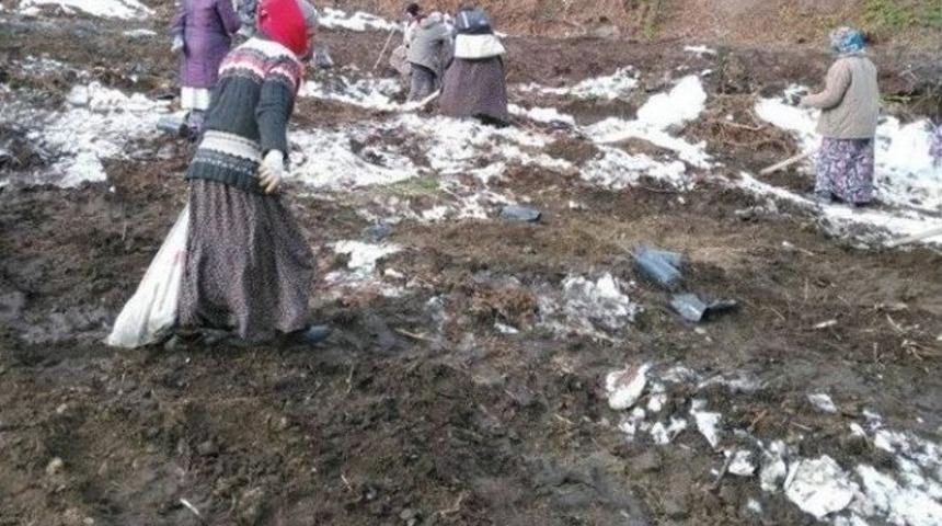 G&ouml;lyaka&rsquo;da Yabanıl Meyveli T&uuml;r Ağa&ccedil;landırması Yapıldı