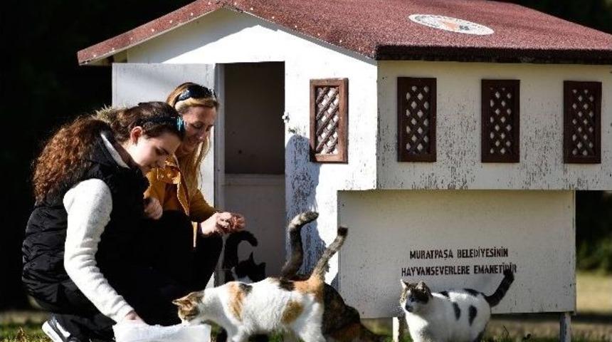Muratpaşa Belediyesi, 18 Yeni Kedi Evi Yerleştirdi