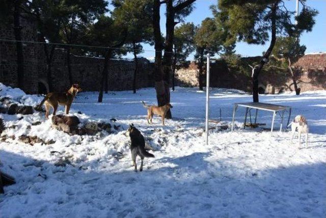 Yavrularını Emzirdi