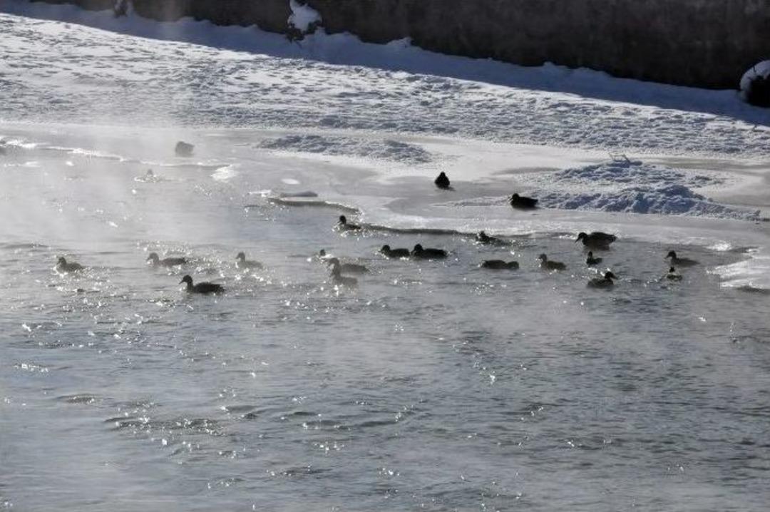 Yaban &Ouml;rdekleri Şehir Merkezine Geldi