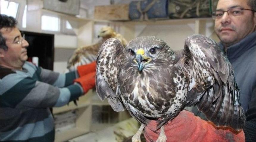 Kara Kış Yırtıcı Kuşları Da Vurdu