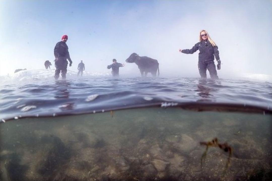 &Ccedil;aldıran&rsquo;da Mandaların -23 Derecedeki Sıradışı Beslenmesi
