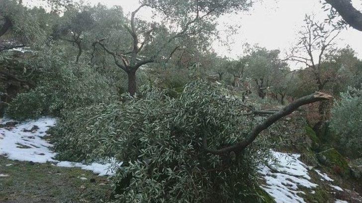 Aydın’da Kar Felaketi G2