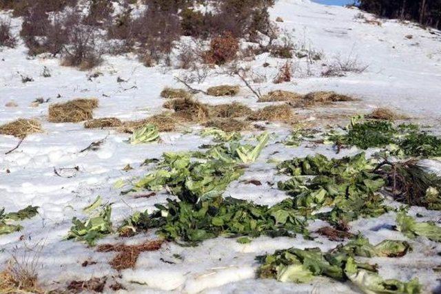 Ganos Dağı ndaki Yaban Hayvanlarına Yiyecek Bırakıldı 3