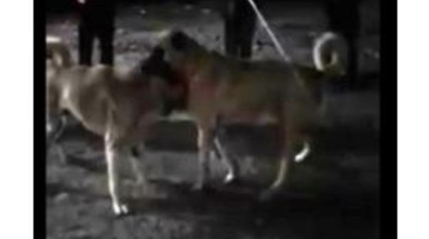 K&ouml;pek D&ouml;v&uuml;şt&uuml;r&uuml;p Sosyal Medyada Paylaşan Kişiye 5 Bin Lira Ceza