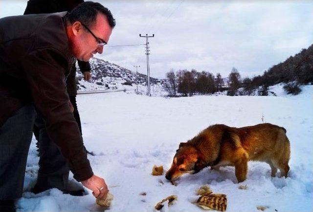 Öğrenciler Sokak Hayvanlarına Duyarsız Kalmadı