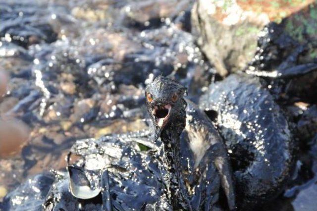 İzmit K&ouml;rfezi nde Limandan Sızan Yakıt Kirliliğe Yol A&ccedil;tı 2