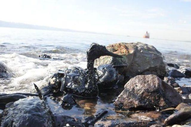 İzmit K&ouml;rfezi nde Limandan Sızan Yakıt Kirliliğe Yol A&ccedil;tı 3