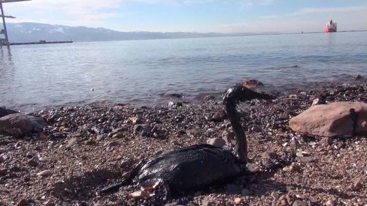 İzmit K&ouml;rfezi&rsquo;nde Yakıt Sızıntısı Felaketi
