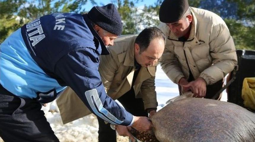 Finike Belediye Başkanı Kış Şartlarında Yiyecek Bulmakta Zorlanan Vahşi Hayvanların Ge&ccedil;iş G&uuml;zergahlarına Yem Bıraktı.