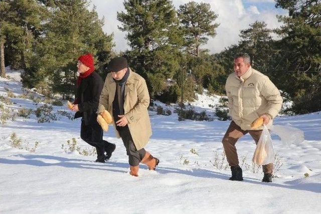 Finike Belediye Başkanı Kış Şartlarında Yiyecek Bulmakta Zorlanan Vahşi Hayvanların Geçiş Güzergahlarına Yem Bıraktı.