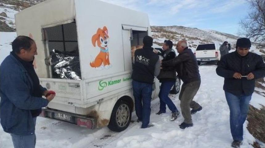 Yaban Hayatı Yemleme Çalışması Yapıldı