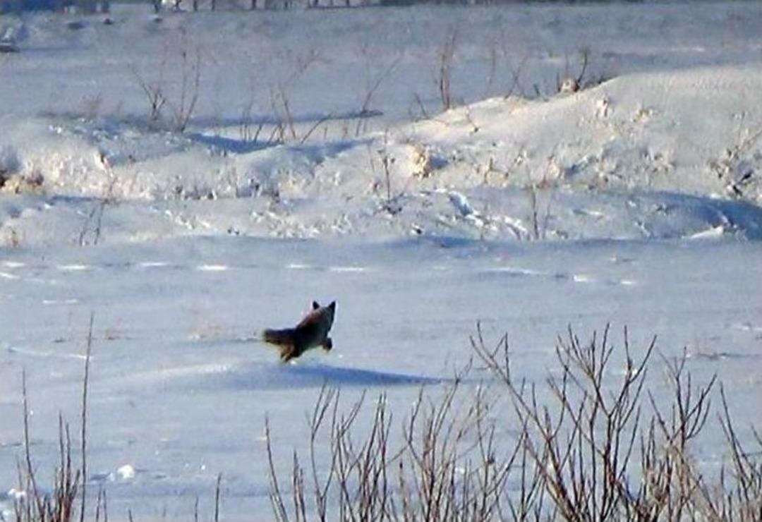 Kars&rsquo;ta Tilkilerin Av Mesaisi Başladı