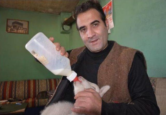 Parti Binasını Ahırın Yanına Kuran &Ccedil;oban Genel Başkan 3