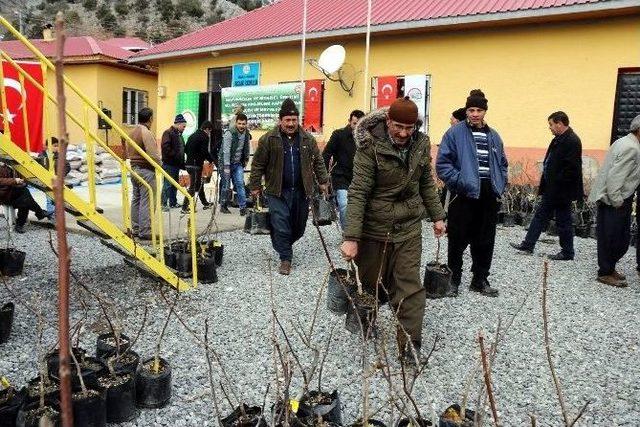 Aladağ’da Kıl Keçisi, Ceviz Ve Elma Fidanı Dağıtıldı