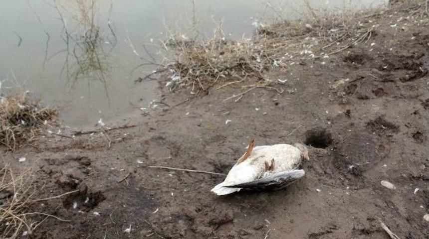Gölet Suyunu İçen Hayvanların Telef Olduğu İddiası