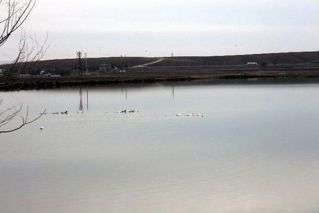 Gölet Suyunu İçen Hayvanların Telef Olduğu İddiası 1