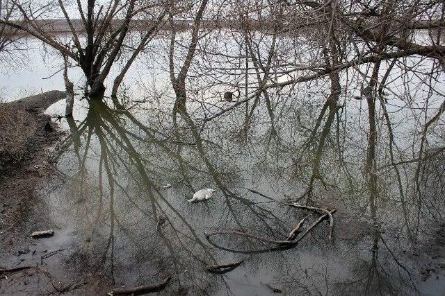 Gölet Suyunu İçen Hayvanların Telef Olduğu İddiası 2