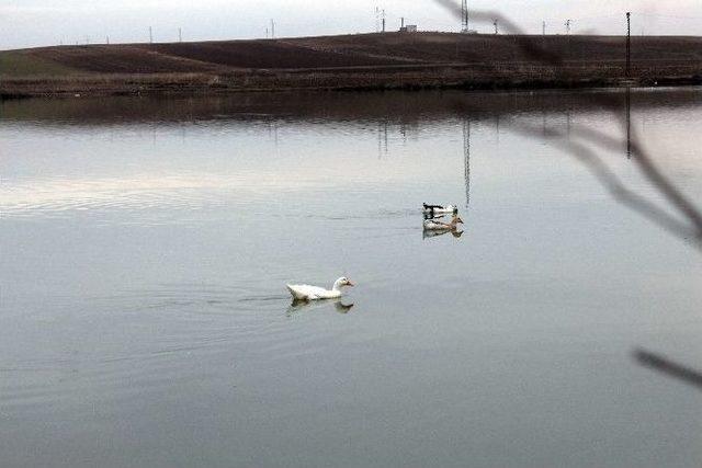 Gölet Suyunu İçen Hayvanların Telef Olduğu İddiası 3