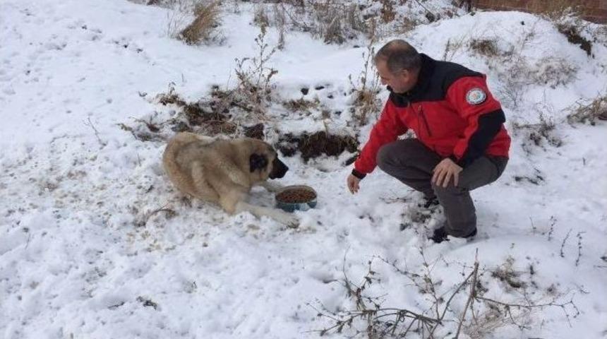 Odunpazarı Belediyesi Sokak Hayvanlarının Yardımına Koşuyor