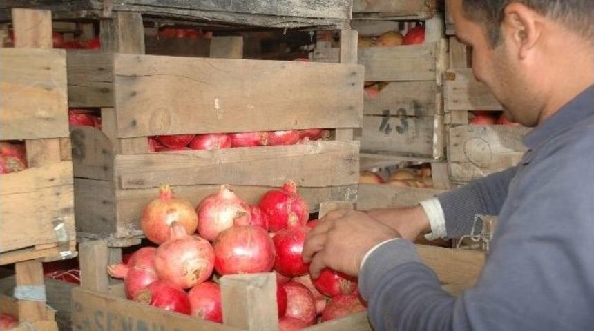 Zivzik Narına Talep Arttı