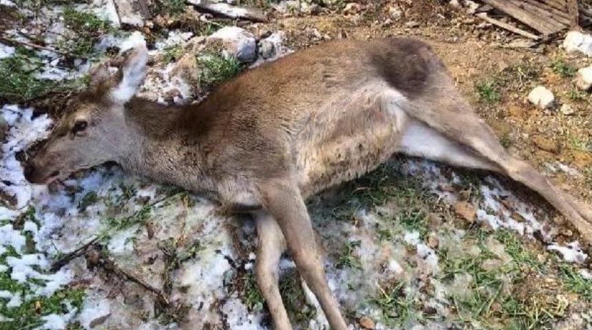 Avcılardan Vurduğu Yavru Geyik Ka&ccedil;tığı K&ouml;y Meydanında &Ouml;ld&uuml;