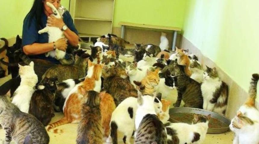 Hayvan Dostundan &Ccedil;ağrı: &Ccedil;&ouml;p Değil Yemek Atığı Istiyoruz