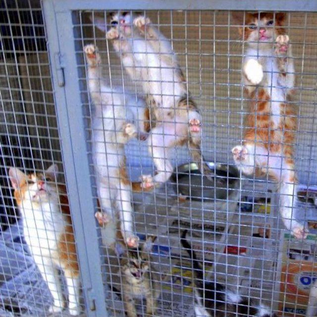 Hayvan Dostundan &Ccedil;ağrı: &Ccedil;&ouml;p Değil Yemek Atığı Istiyoruz 2