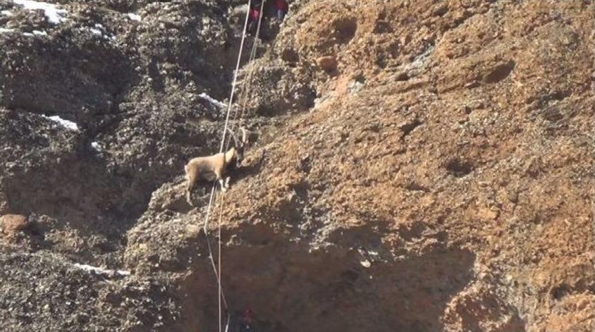 Afad&rsquo;dan Ke&ccedil;i Kurtarma Operasyonu