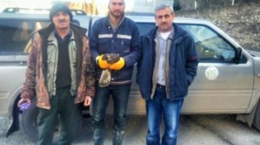 Yaralı Şahin Donmak &Uuml;zereyken Bulundu