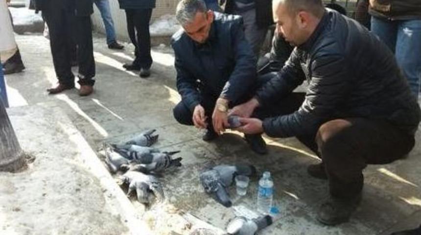 Kırıkkale&rsquo;de G&uuml;vercin Katliamı