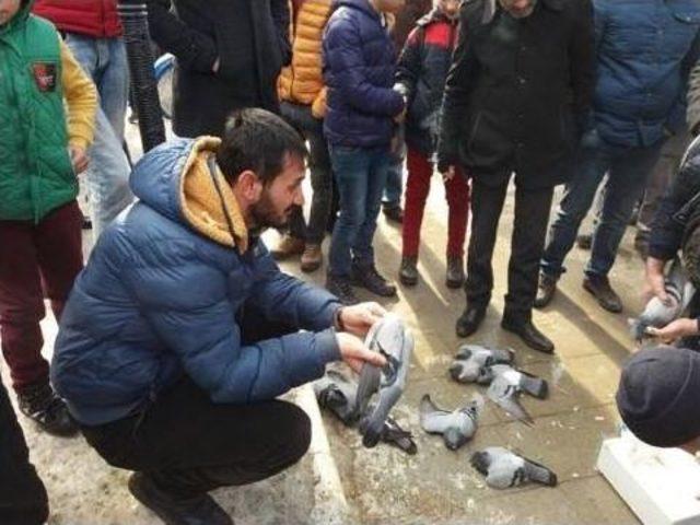 Kırıkkale’de Güvercin Katliamı