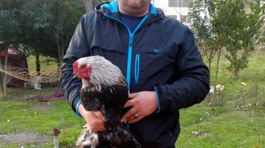 Sağlık&ccedil;ının Yine Tavukları &Ccedil;alındı