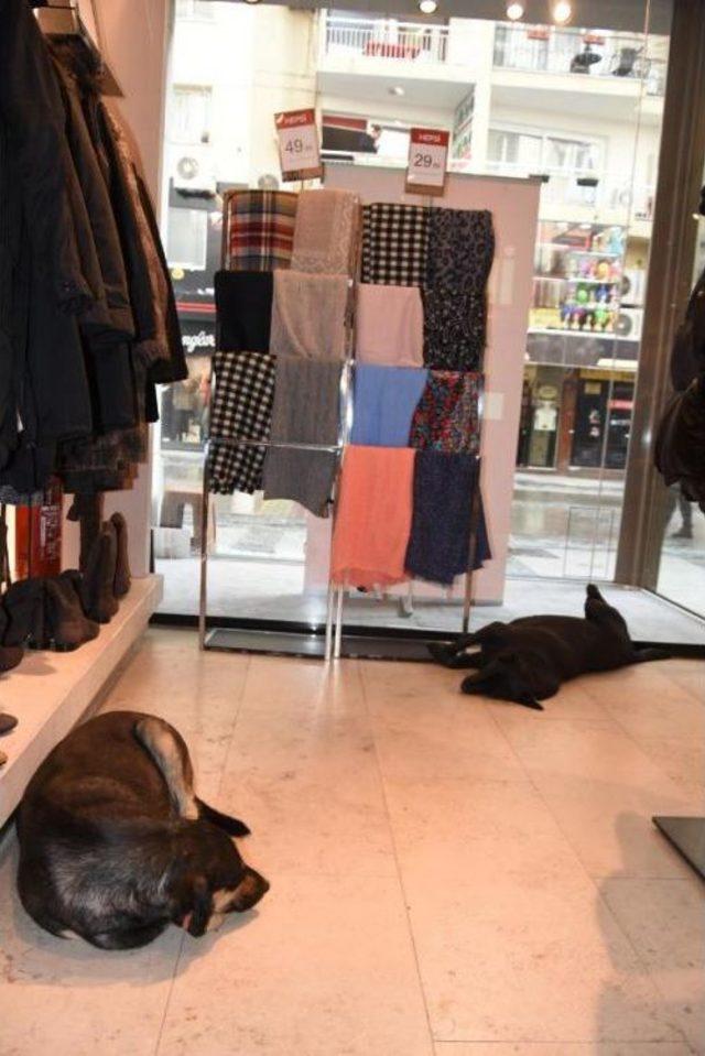 Giyim Mağazası Soğukta Kapılarını Sokak Hayvanlarına Açtı