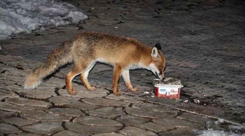 (&ouml;zel Haber) Tilkilerin Vazge&ccedil;emediği Lokanta