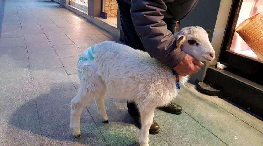 Kuzusunu Bez Bağlayarak Sokakta Dolaştırıyor