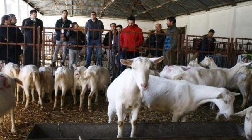 Tahirova Koyunu Ve T&uuml;rk Saanen Ke&ccedil;isi I&ccedil;in &Ccedil;alıştay