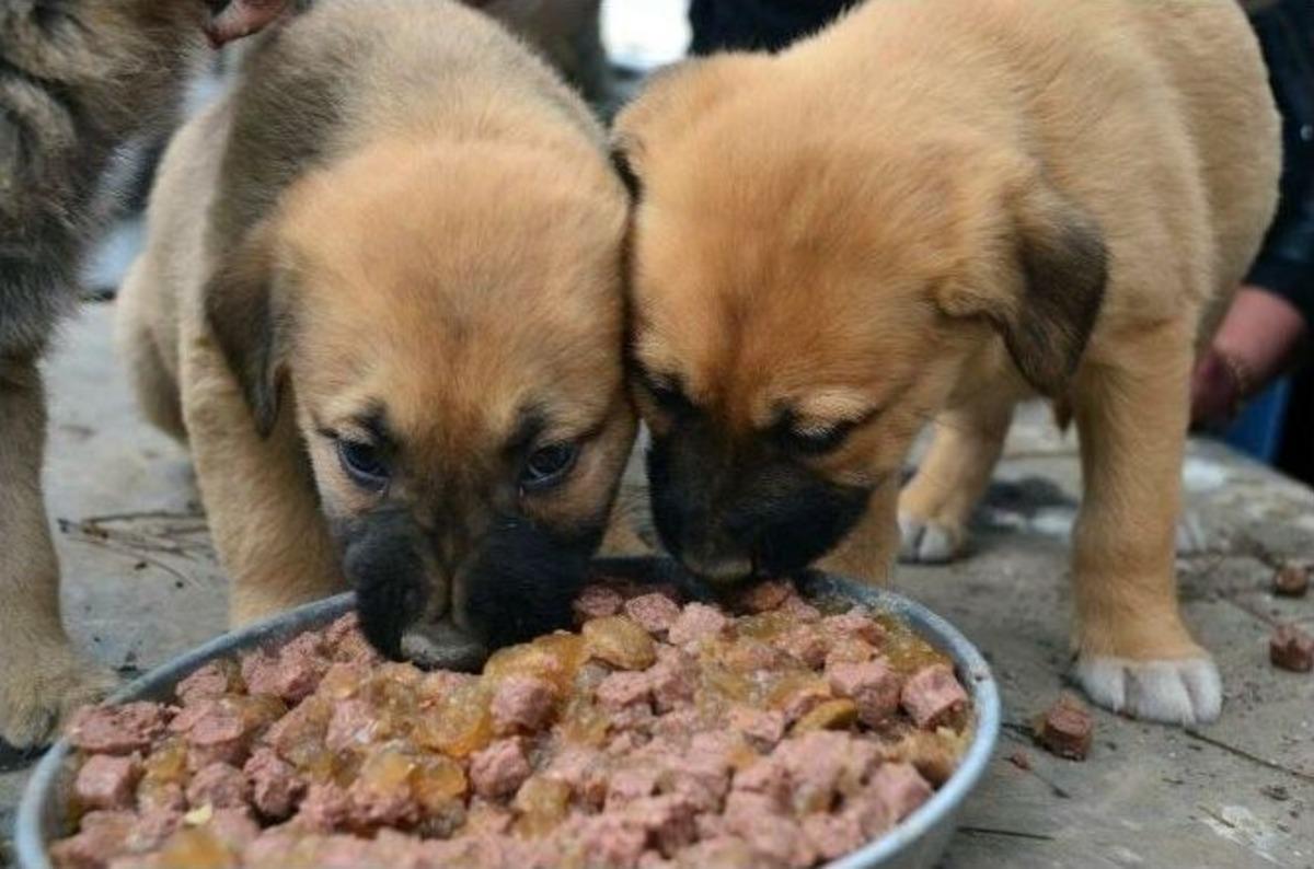 (&ouml;zel Haber) Yardım G&ouml;n&uuml;ll&uuml;leri Hayvan Barınağı Ziyareti