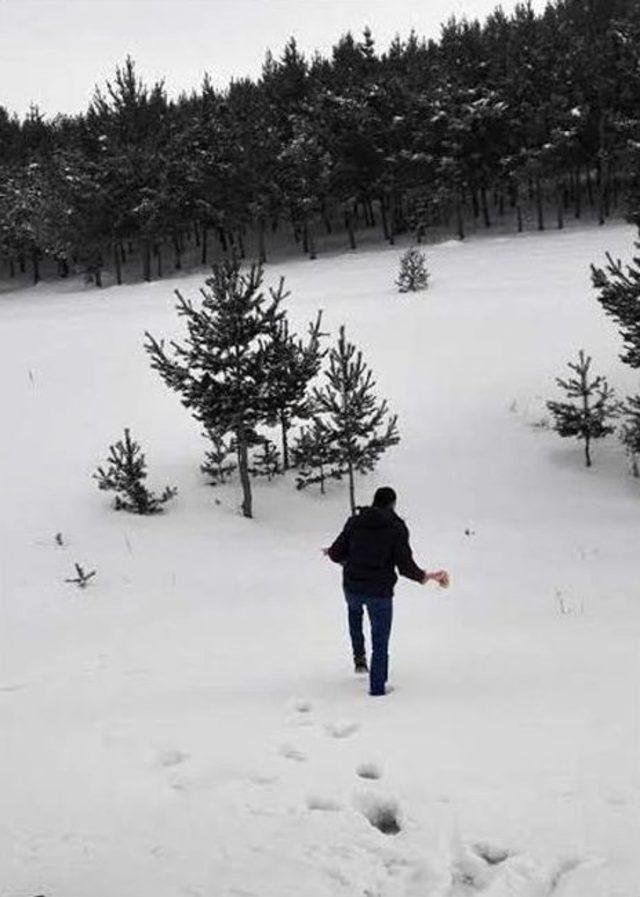 &Uuml;lk&uuml;c&uuml;ler, A&ccedil; Kalan Yaban Hayvanları İ&ccedil;in Doğaya Yem Bıraktı 1