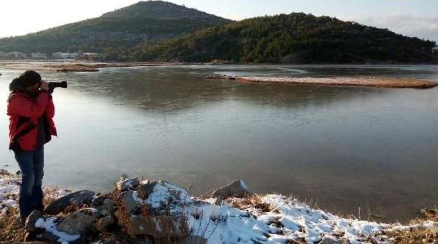 Ayvalık'ın Zarif Misafirleri