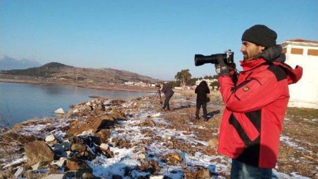 Ayvalık'ın Zarif Misafirleri