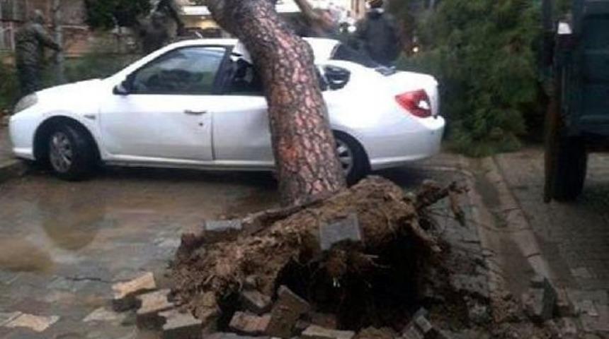 Park Halindeki Otomobilin &Uuml;zerine Ağa&ccedil; Devrildi
