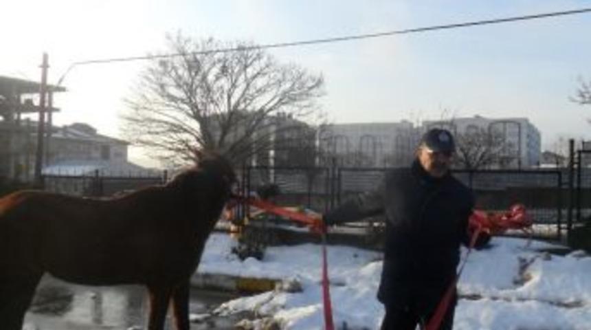 Gebze&rsquo;de Sahipsiz Hayvanlar Toplanıyor