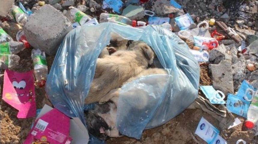 Yavru K&ouml;peklerin Bir Poşete Konulup Telef Edildiği İddiası